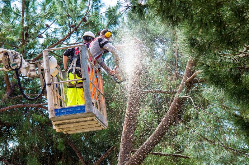 Local Hickory Tree Trimming pros at work