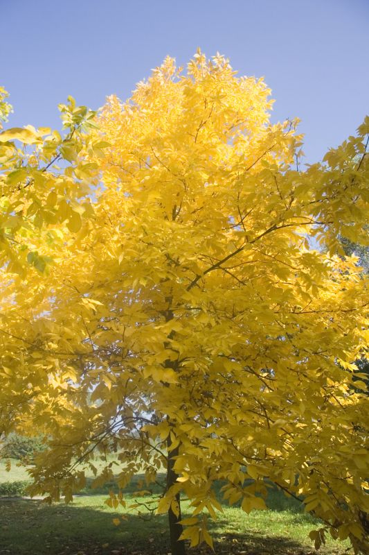 Maximize Tree Longevity