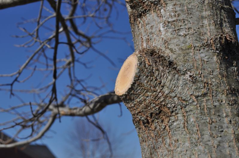 Apple Tree Pruning in Allentown, PA