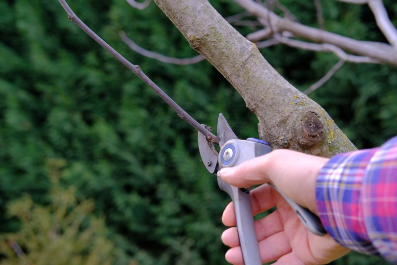 Branches Pruning in Doylestown, PA