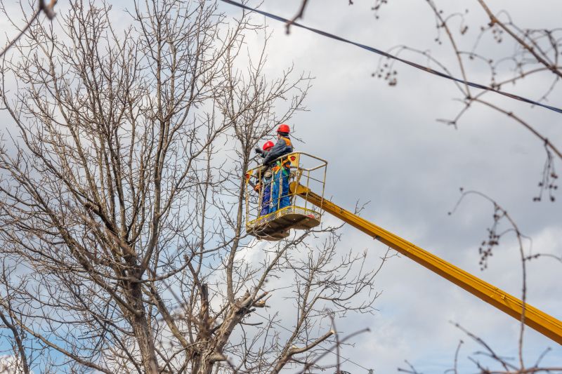 Hickory Tree Trimming