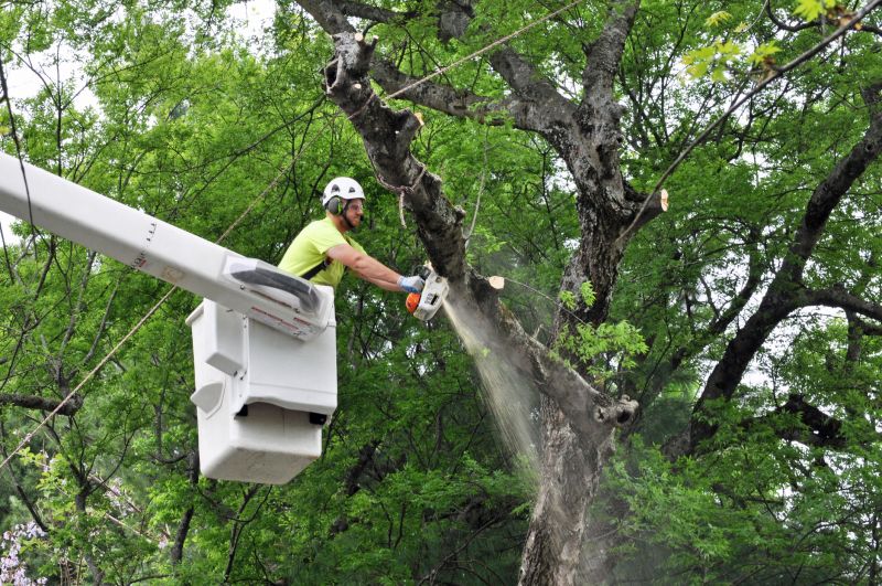 Hickory Tree Trimming