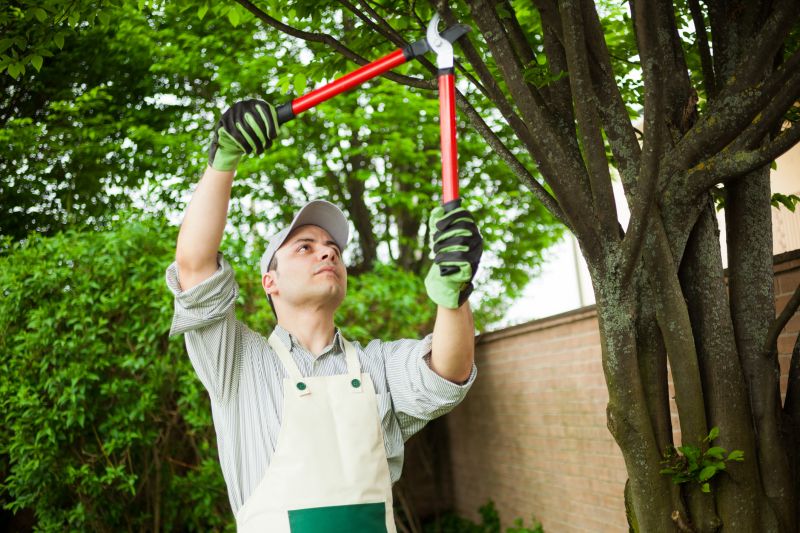 Dead Branch Removal in Pottstown, PA