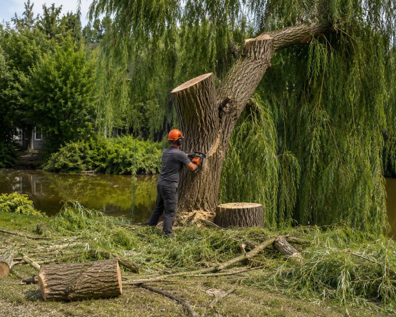 Dogwood Tree Removal in Bucks County, PA