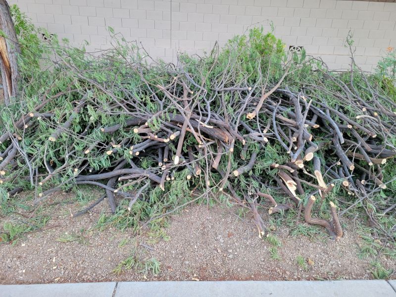 Healthy Hickory Tree