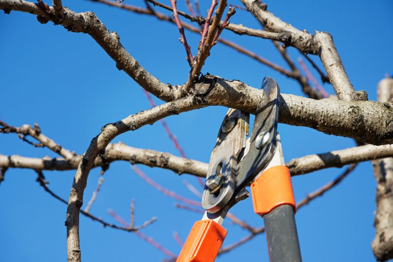 Healthy Pruning Cuts