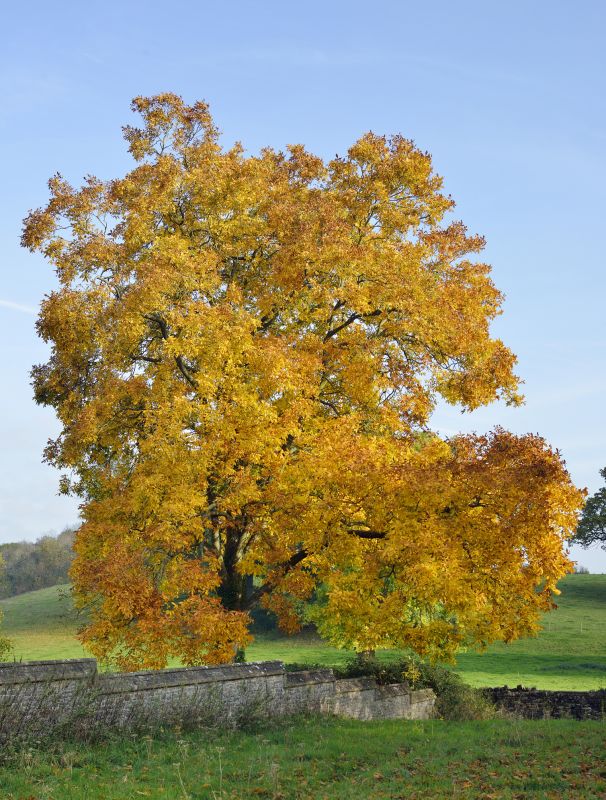Healthy Hickory Foliage