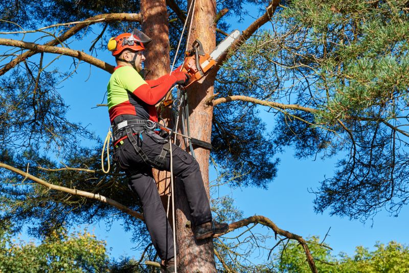 Elevated Tree Trimming