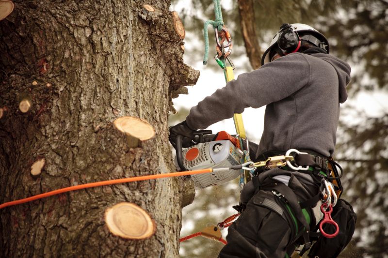 Tree Care in Action