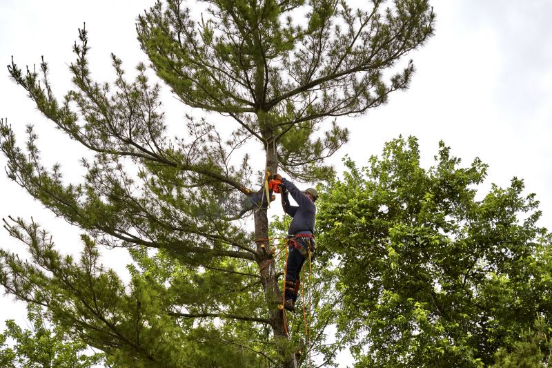 Arborist with Pruning Tools