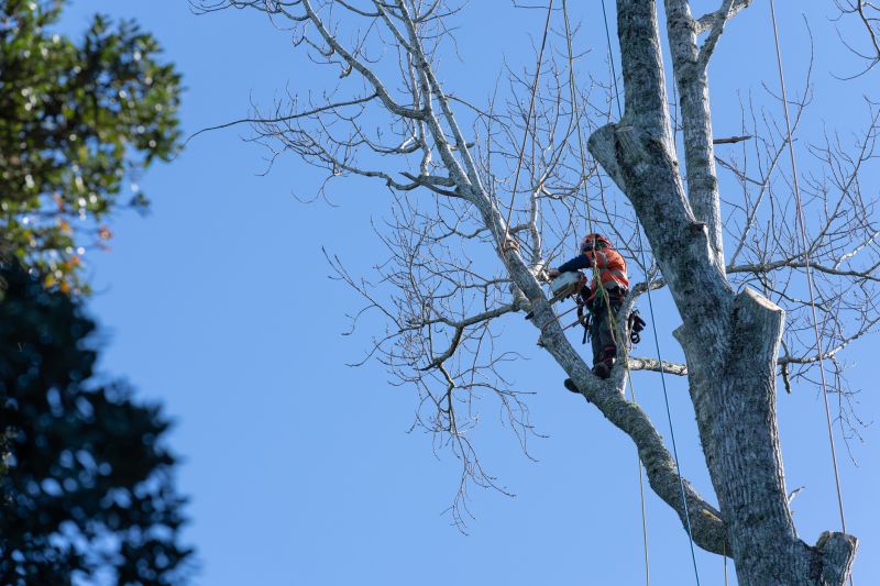 Tree Inspection and Assessment