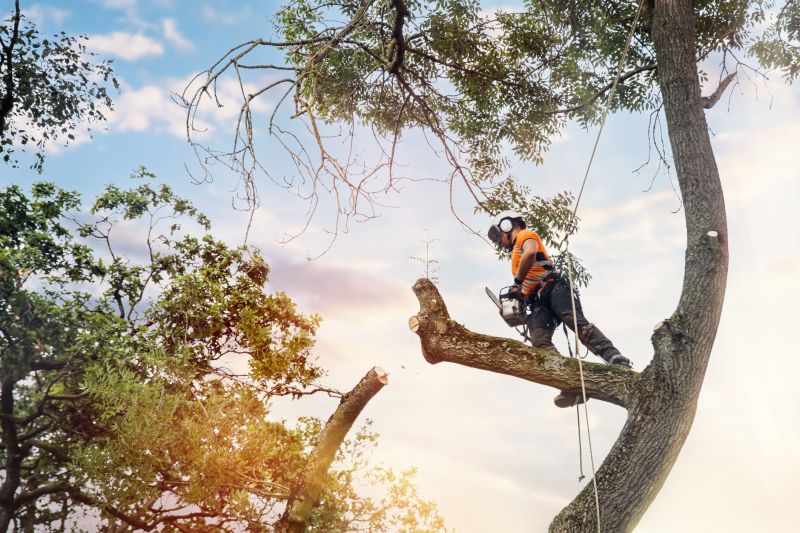 Arborist Pruning a Large Tree