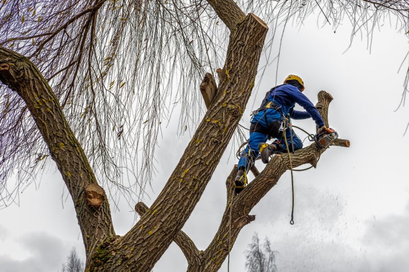 Using Climbing Gear for Tree Care